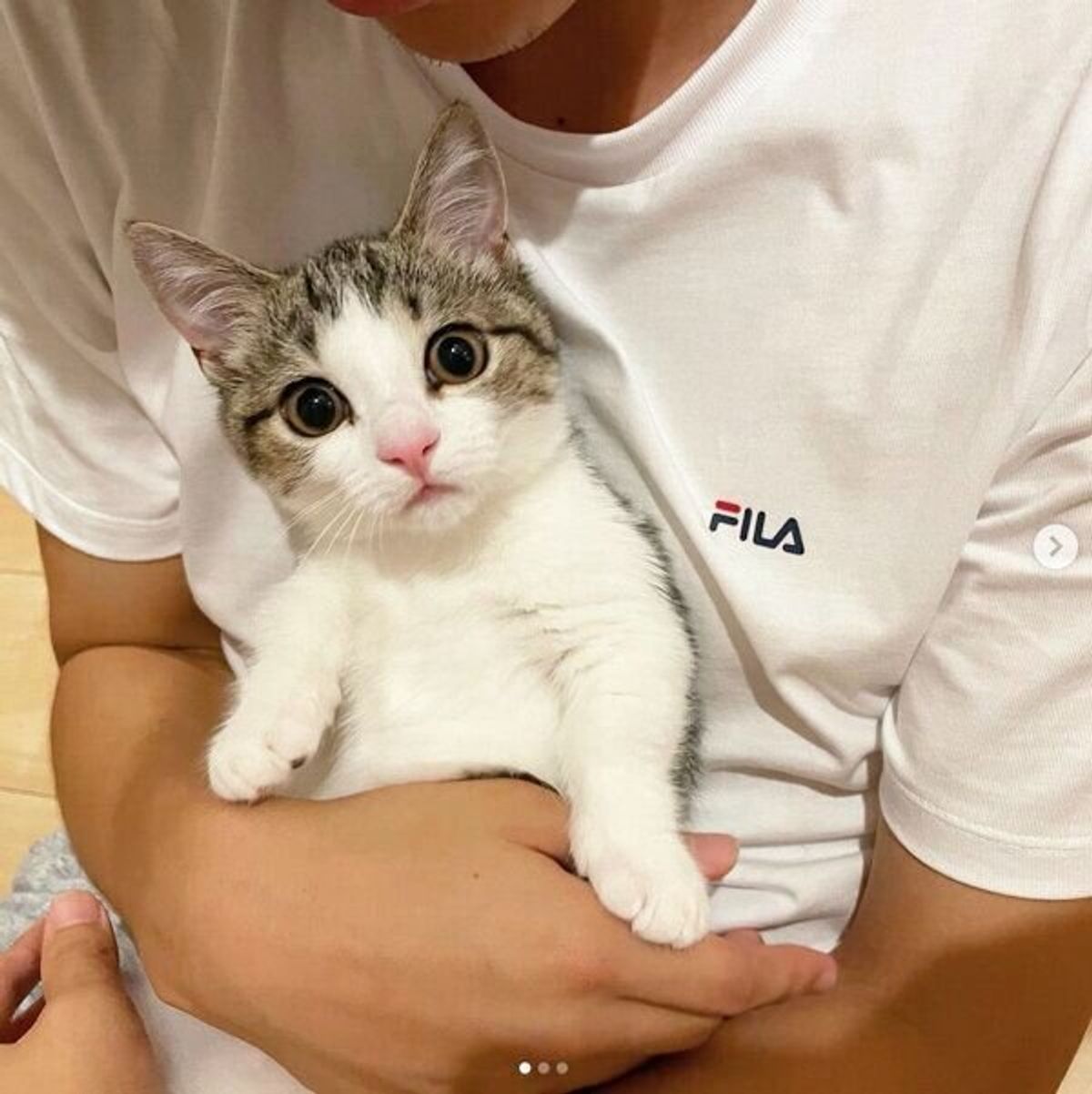 抱きしめられて キョトン顔 になる子猫が 次の瞬間 可愛い行動に胸キュンせずにはいられない ねこのきもちweb Magazine 抱きしめられて キョトン顔 になる子猫が 次の瞬間 可愛い行動に胸キュンせずにはいられない ねこのきもちweb Magazine