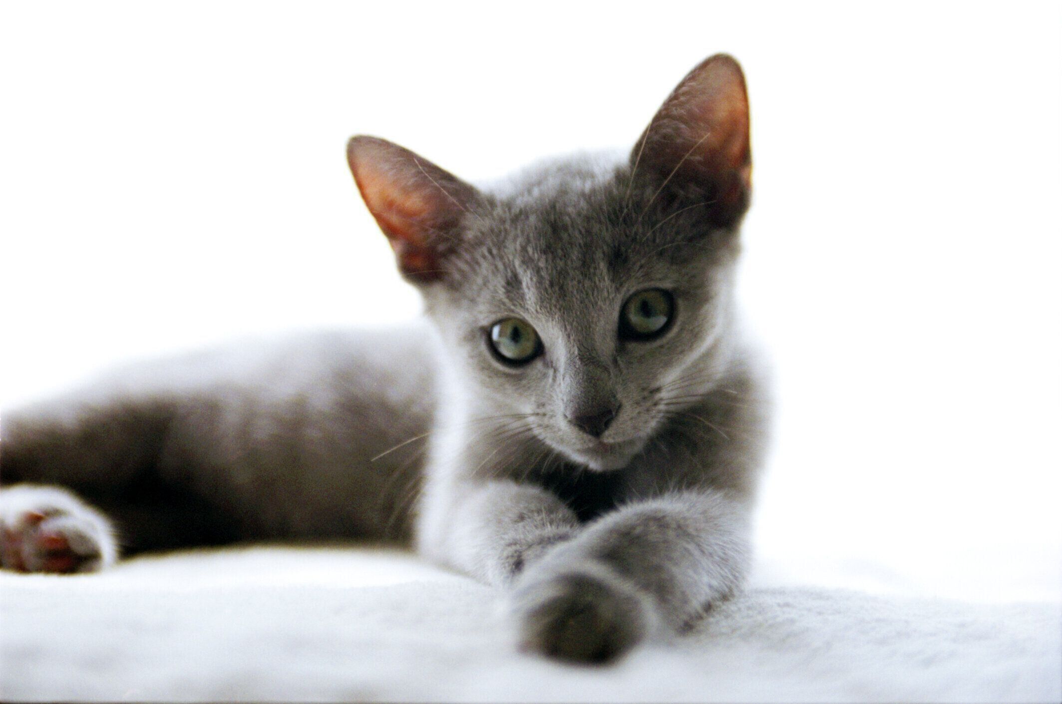 ロシアンブルークォーツ　10mm ロシアンブルークォーツ 10mm