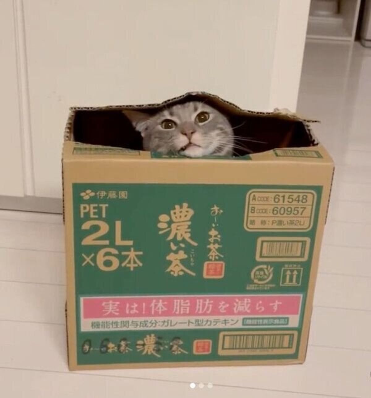 ただ箱に入っているだけなのに なぜか可愛さが 倍増 してしまう猫に癒される ねこのきもちweb Magazine ただ箱に入っているだけなのに なぜか可愛さが 倍増 してしまう猫に癒される ねこのきもちweb Magazine