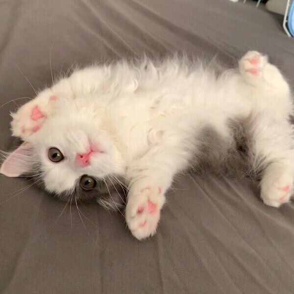 生後2カ月半ごろのちゃいくん