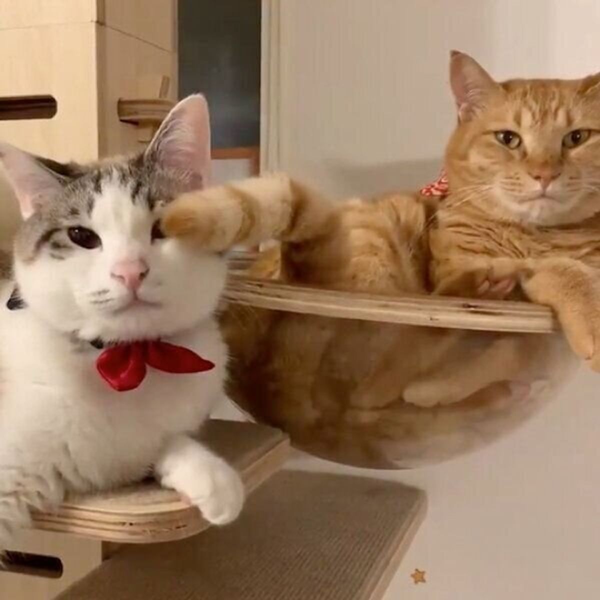 ちょ しっぽが当たってるのよ 兄猫の自由すぎるしっぽに困惑する弟猫 ねこのきもちweb Magazine ちょ しっぽが当たってるのよ 兄猫の自由すぎるしっぽに困惑する弟猫 ねこのきもちweb Magazine