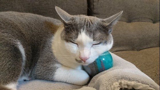 ねこのきもち投稿写真ギャラリー