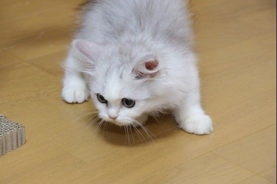 狙いを定めるペルシャ