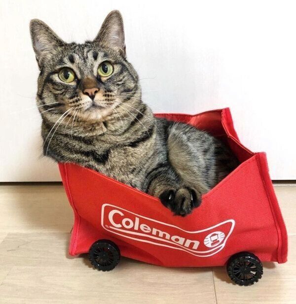 見つめるみぃちゃん