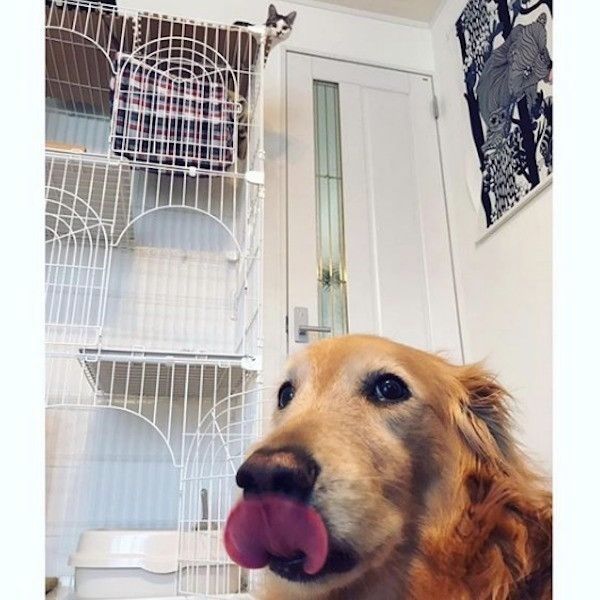 犬と猫が一緒に住むということ