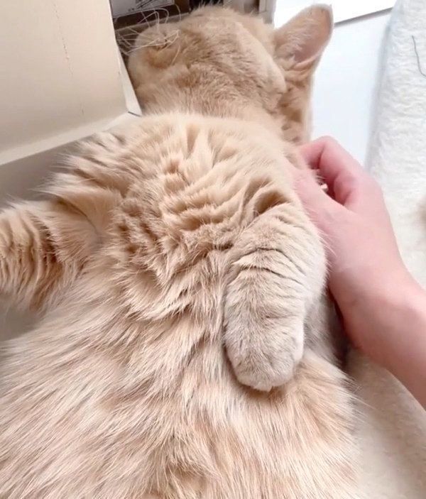 飼い主さんに撫でてもらうここちゃん
