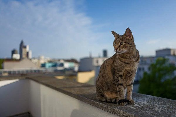 外にいる猫