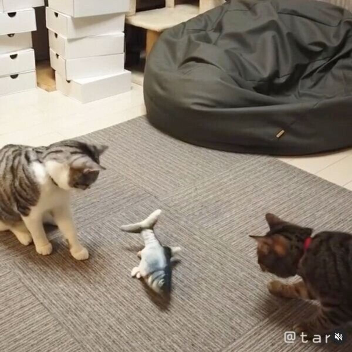 猫2匹 衝撃が走る おもちゃの魚が突然動いたら 思わず笑っちゃう猫たちの反応 ねこのきもちweb Magazine 猫2匹 衝撃が走る おもちゃの魚が突然動いたら 思わず笑っちゃう猫たちの反応 ねこのきもちweb Magazine