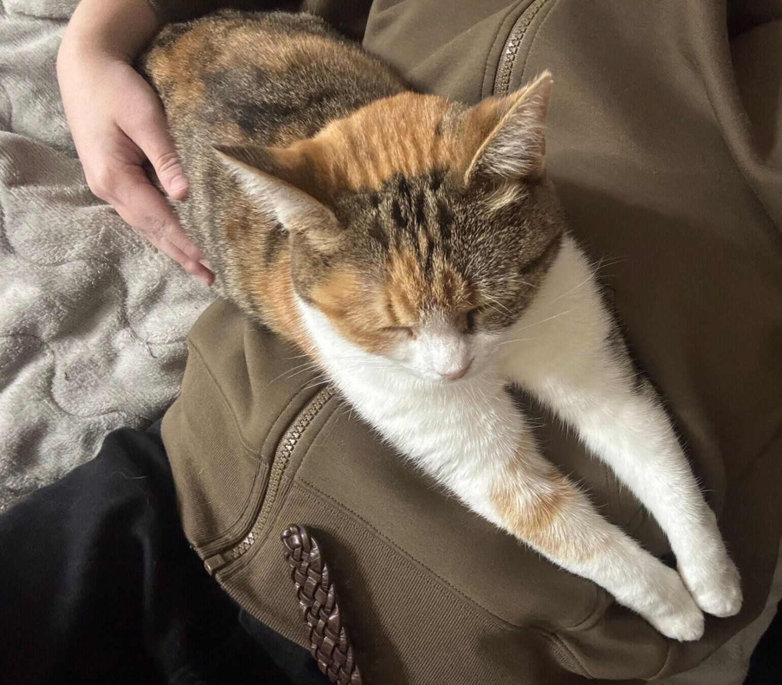 飼い主さんに甘えるちゃちゃみちゃん