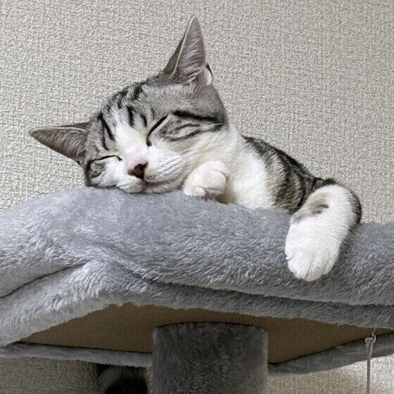 猫タワーでくつろぐ白銀くん
