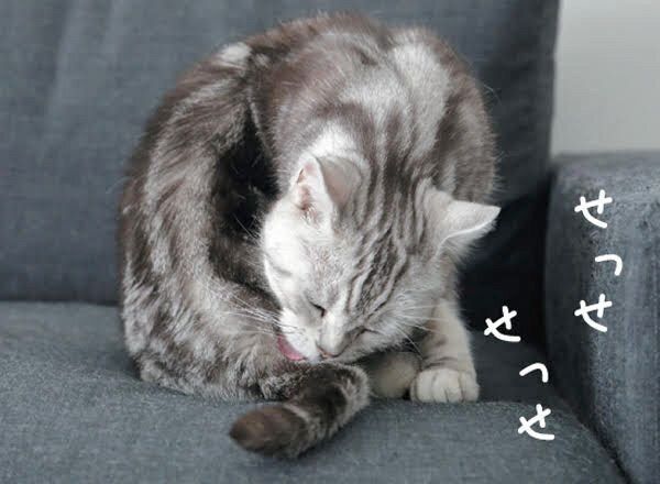 猫からのNOサインとは