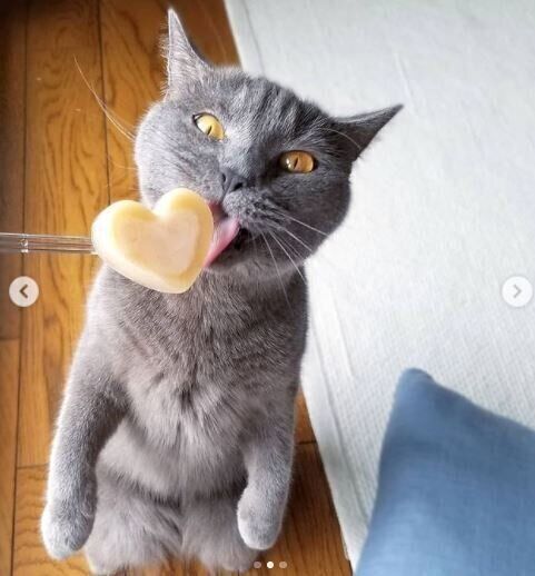 ハート型アイスと猫