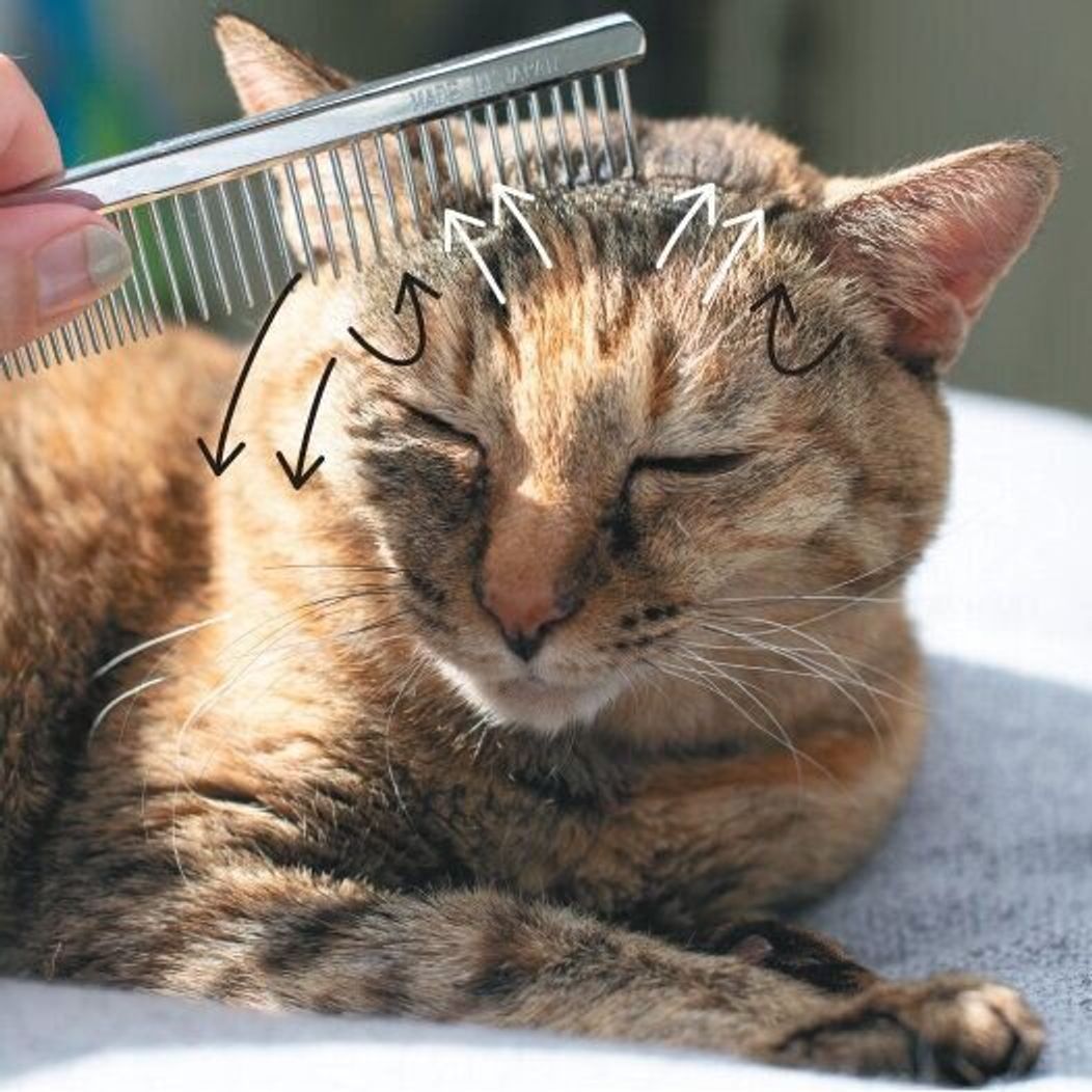 リンパを刺激しながら抜け毛を除去 愛猫のむくみ 毛玉予防マッサージ ねこのきもちweb Magazine リンパを刺激しながら抜け毛を除去 愛猫のむくみ 毛玉予防マッサージ ねこのきもちweb Magazine