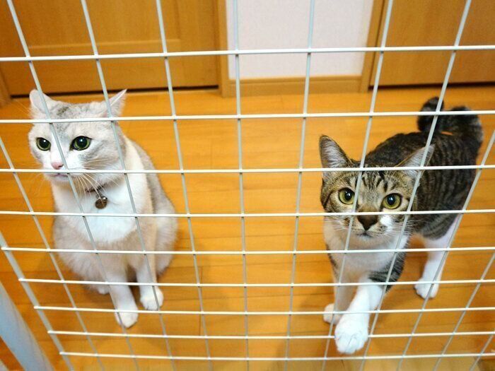 七田式　能力開発CD ねこ　2歳　12ヶ月分 七田式 能力開発CD 1年分 ねこ（2～3歳児） - メルカリ