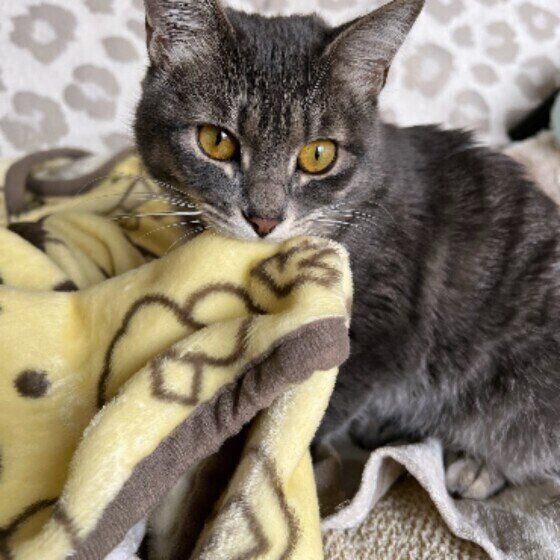 毛布をくわえるサバトラ