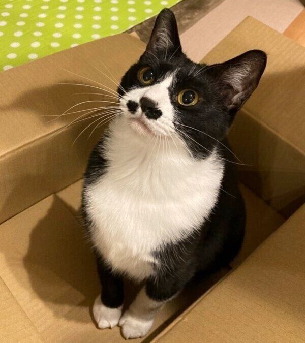 ダンボールに入るまるもちゃん