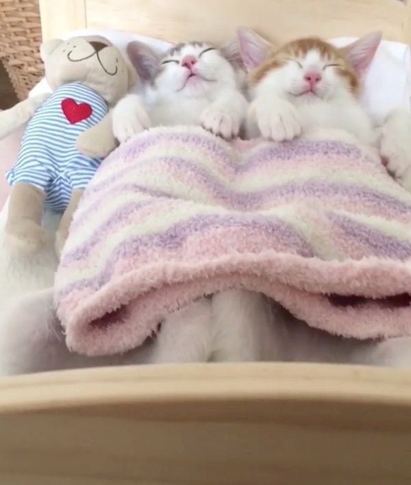ベッドの上で眠る猫