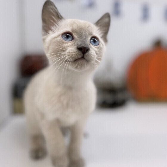 ロシアンブルーのかいくん