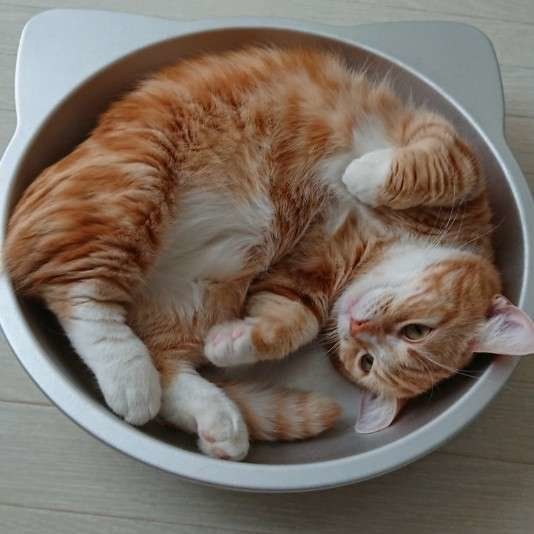 マンチカンのたびくん