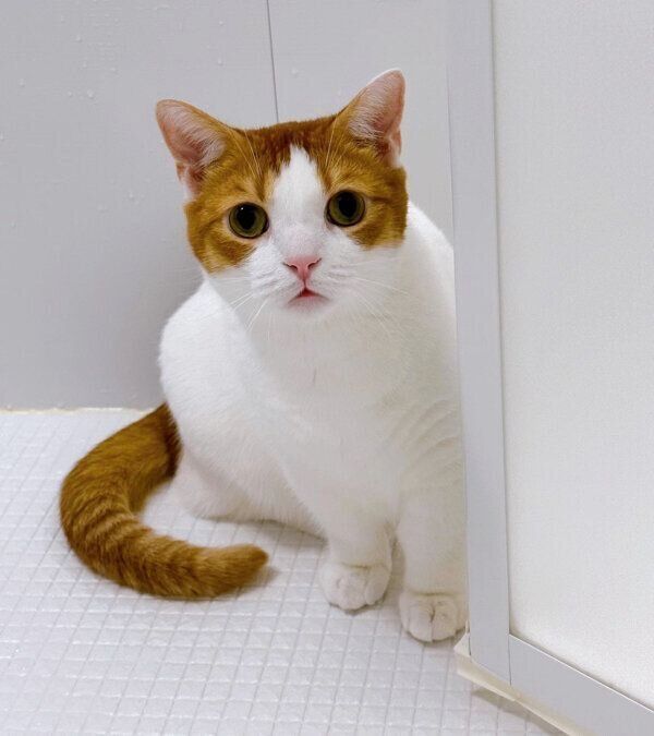 お風呂場に入るもち丸くん