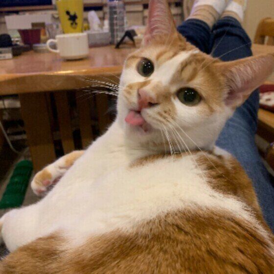 舌を出すスコティッシュフォールドの男の子