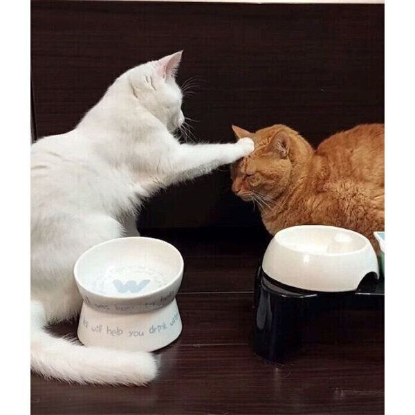 源次郎くんの頭を「よしよし」するだいふくくん