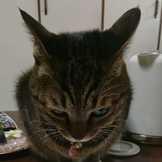 うつむきながらイカ耳になる猫