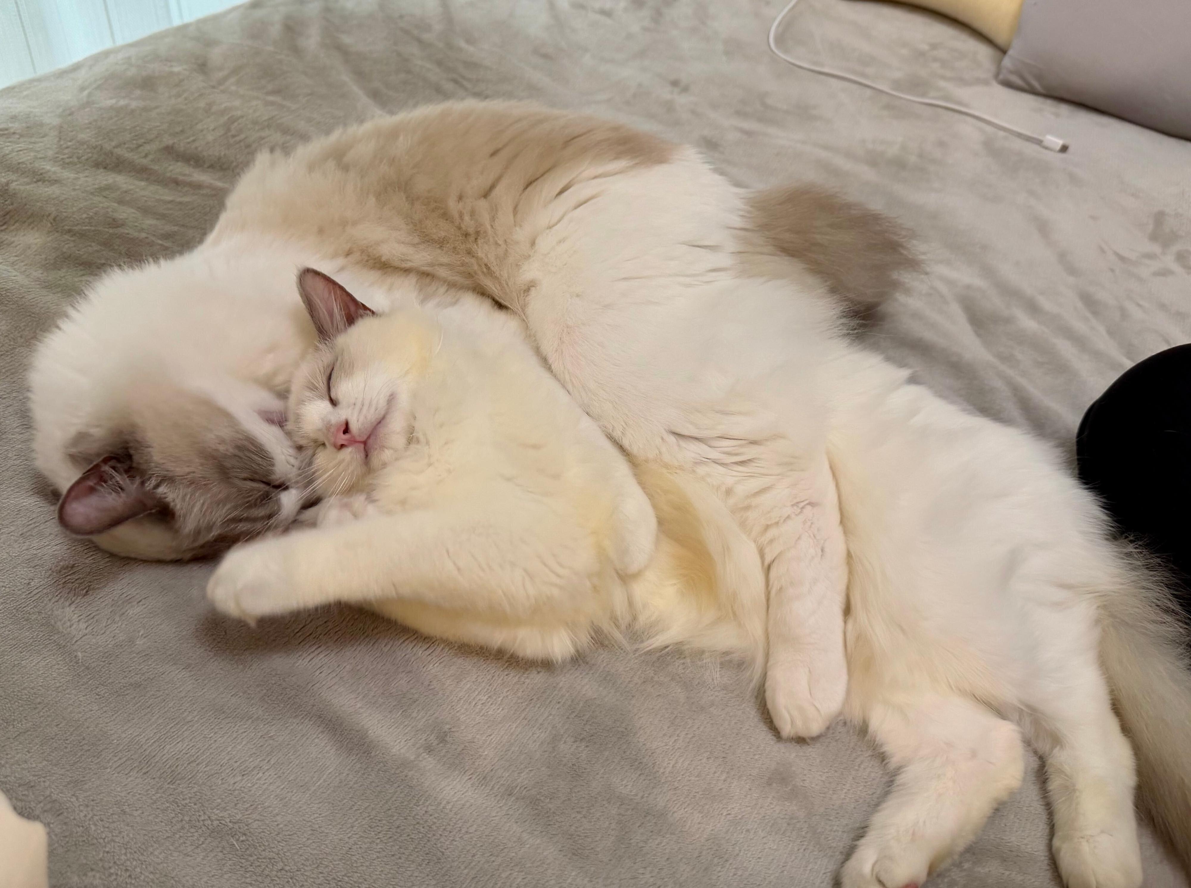 仲良しなルルちゃん、シェリーちゃん