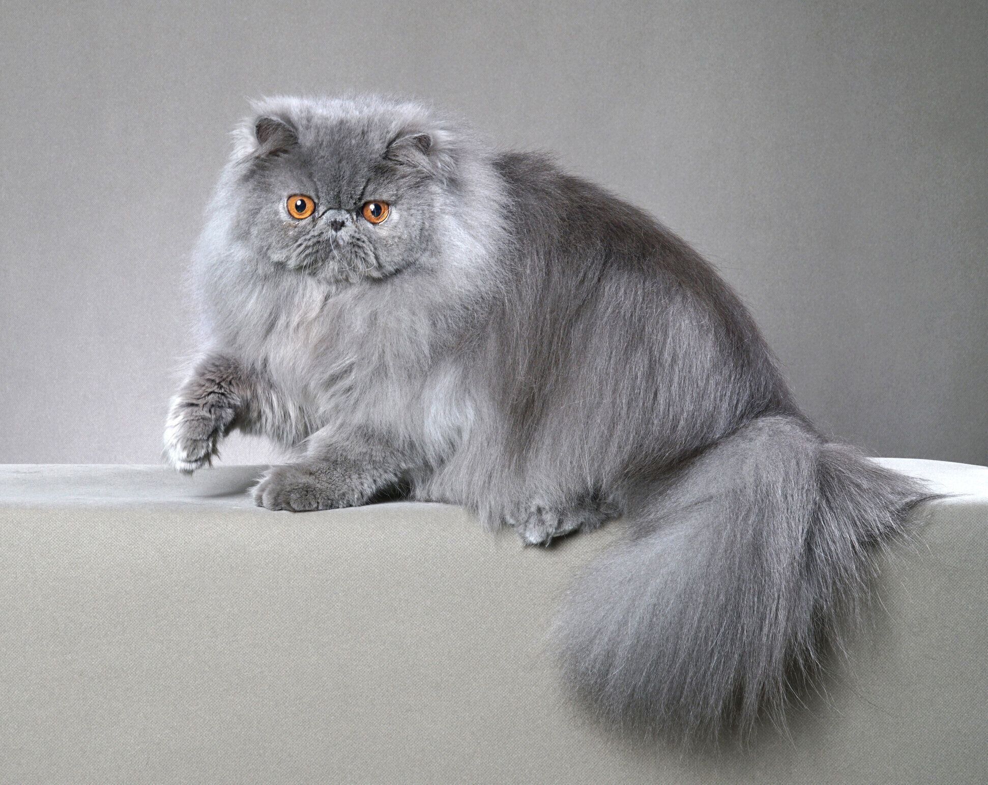 ペルシャの特徴と飼い方 可愛い画像いっぱい｜ねこのきもち 猫