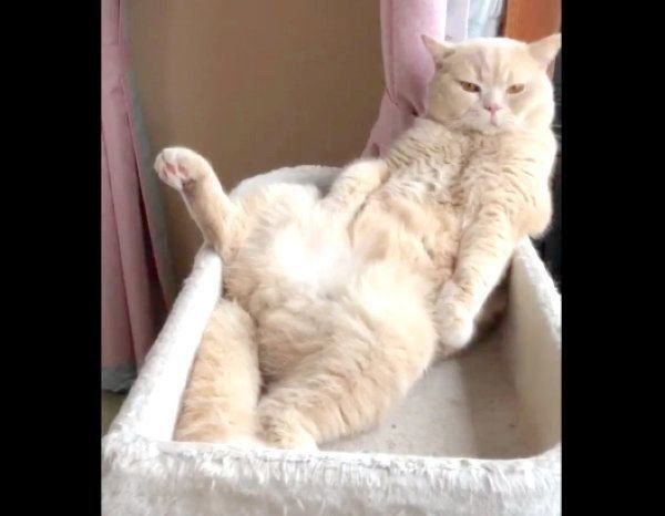 くつろぐぽてとくん