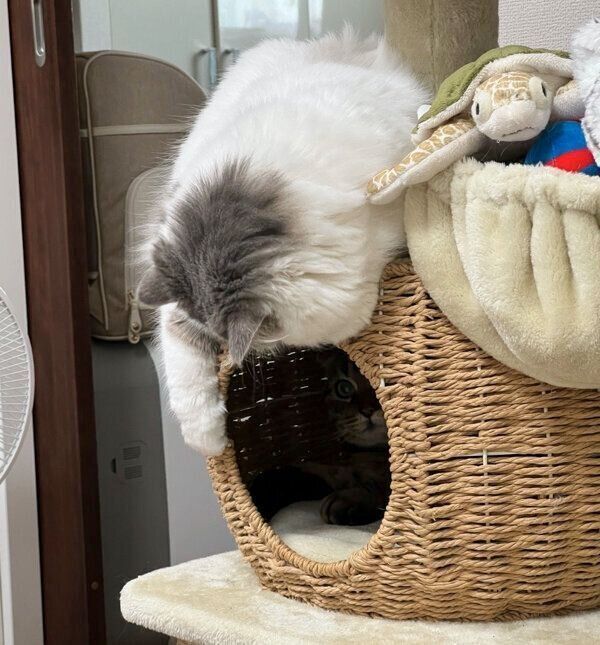 まつたけちゃんが出てくるのを待っているおすしくん