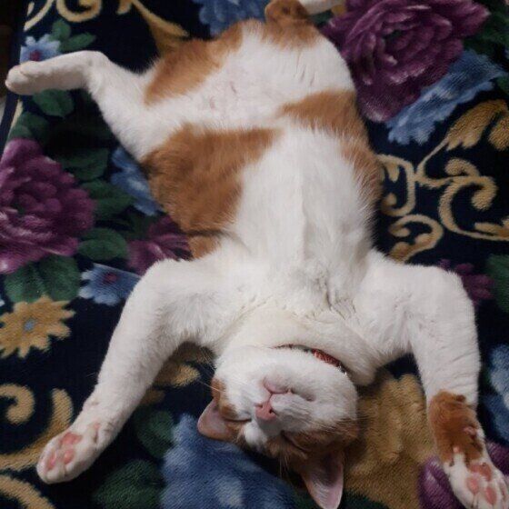 へそ天しているモカちゃん