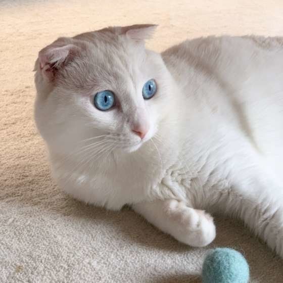 ボールが好きなスコティッシュフォールド