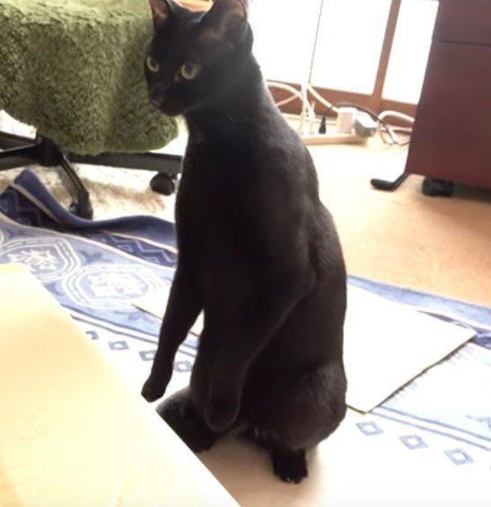 立ちつくす、くろみつくん