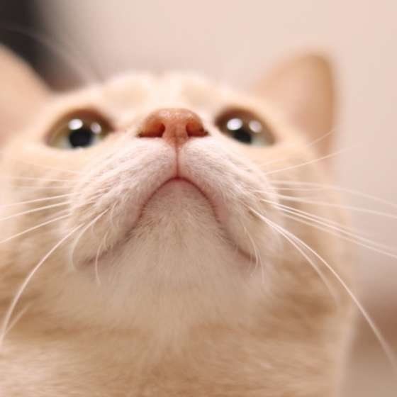 なにかを見上げる茶トラのそうすけくん