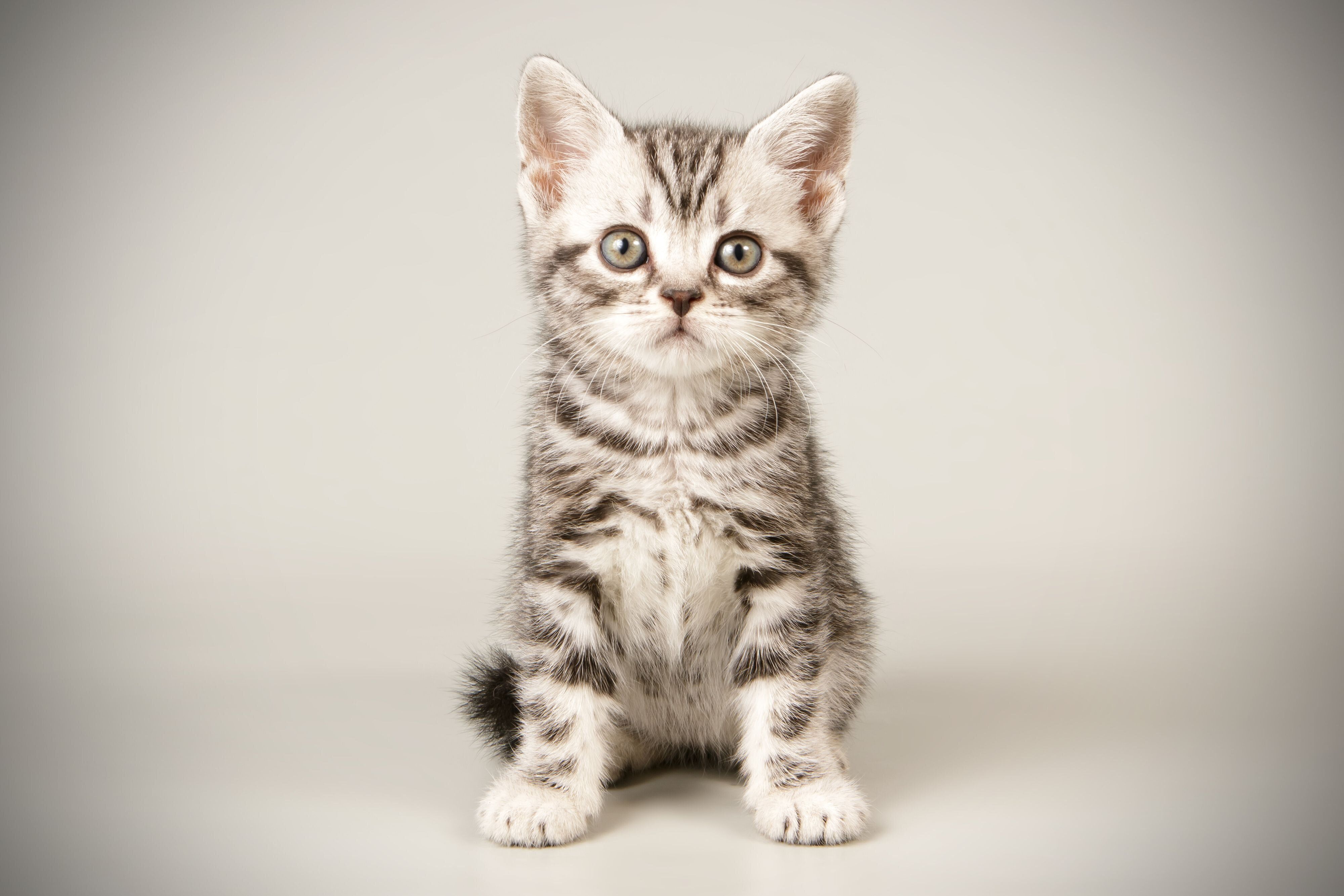 画像／iStock、Getty Images Plus