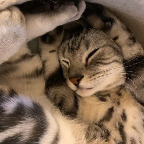 アメショー　アンジェロ