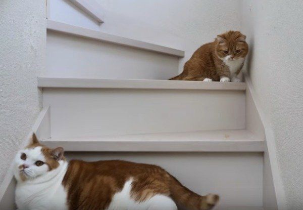 息子のしっぽで遊ぶパパ猫