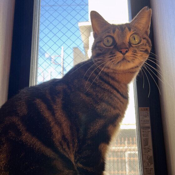 MIXキジトラのニコちゃん