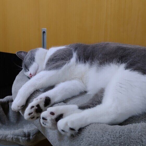 肉球を見せて寝るスコティッシュフォールドのランくん