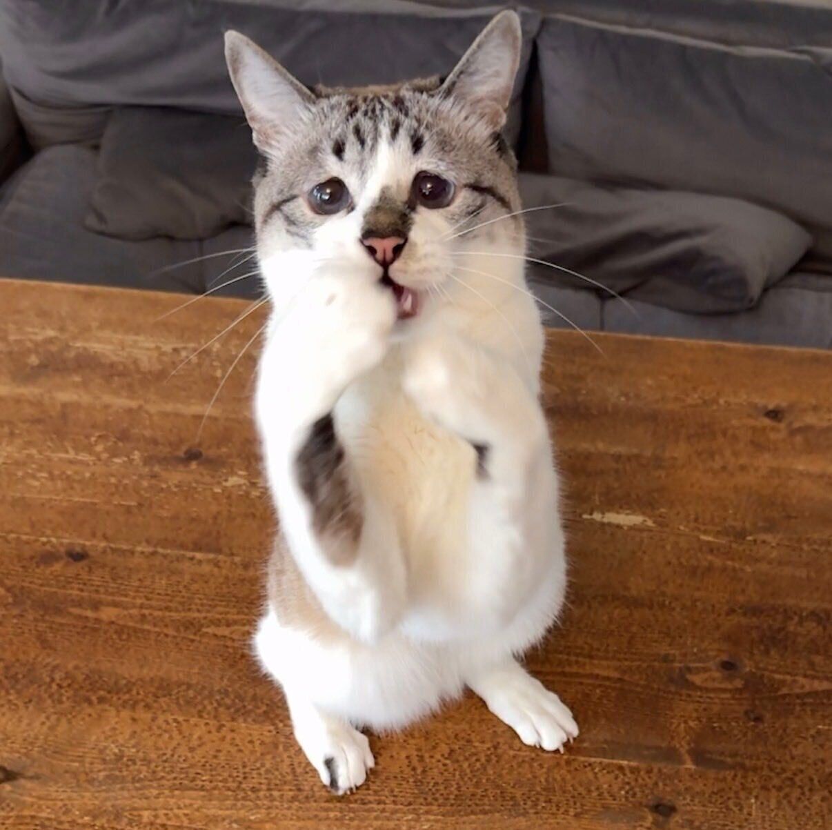 はしゃぐミントちゃん