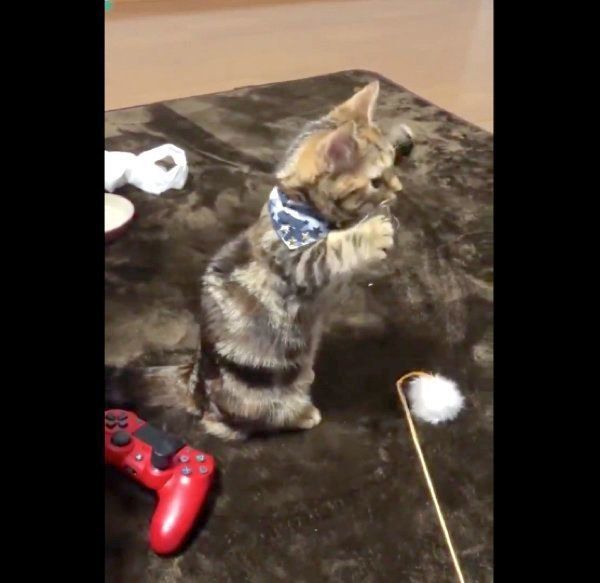 謎行動をするラテちゃん