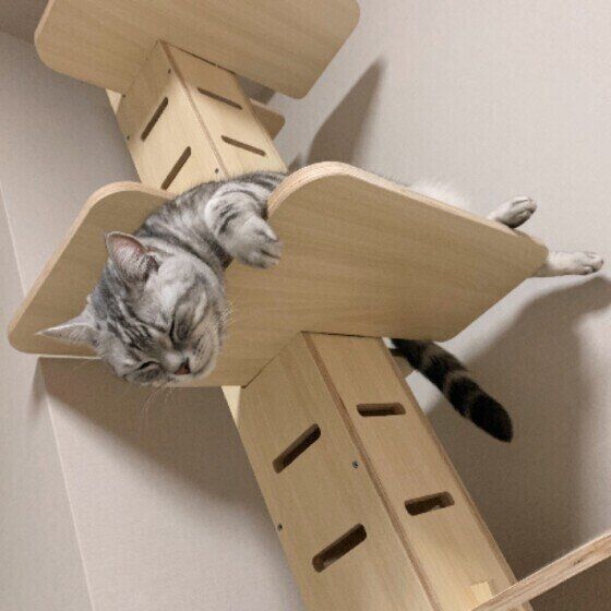 音楽に聴き入るアメリカンショートヘア