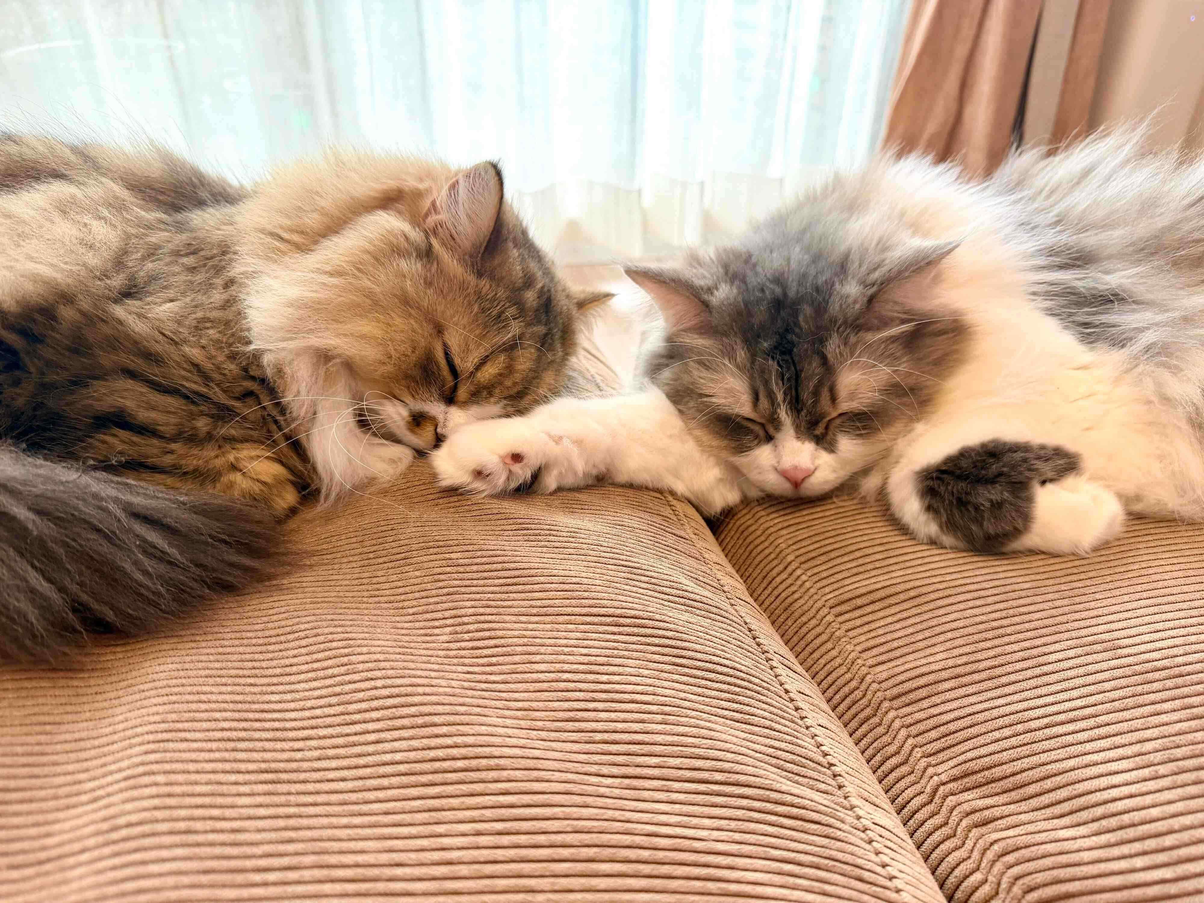 お昼寝するみぬ次郎くん、みぬ太郎くん