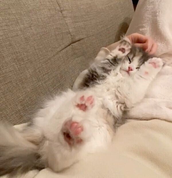 くつろぐくるみちゃん