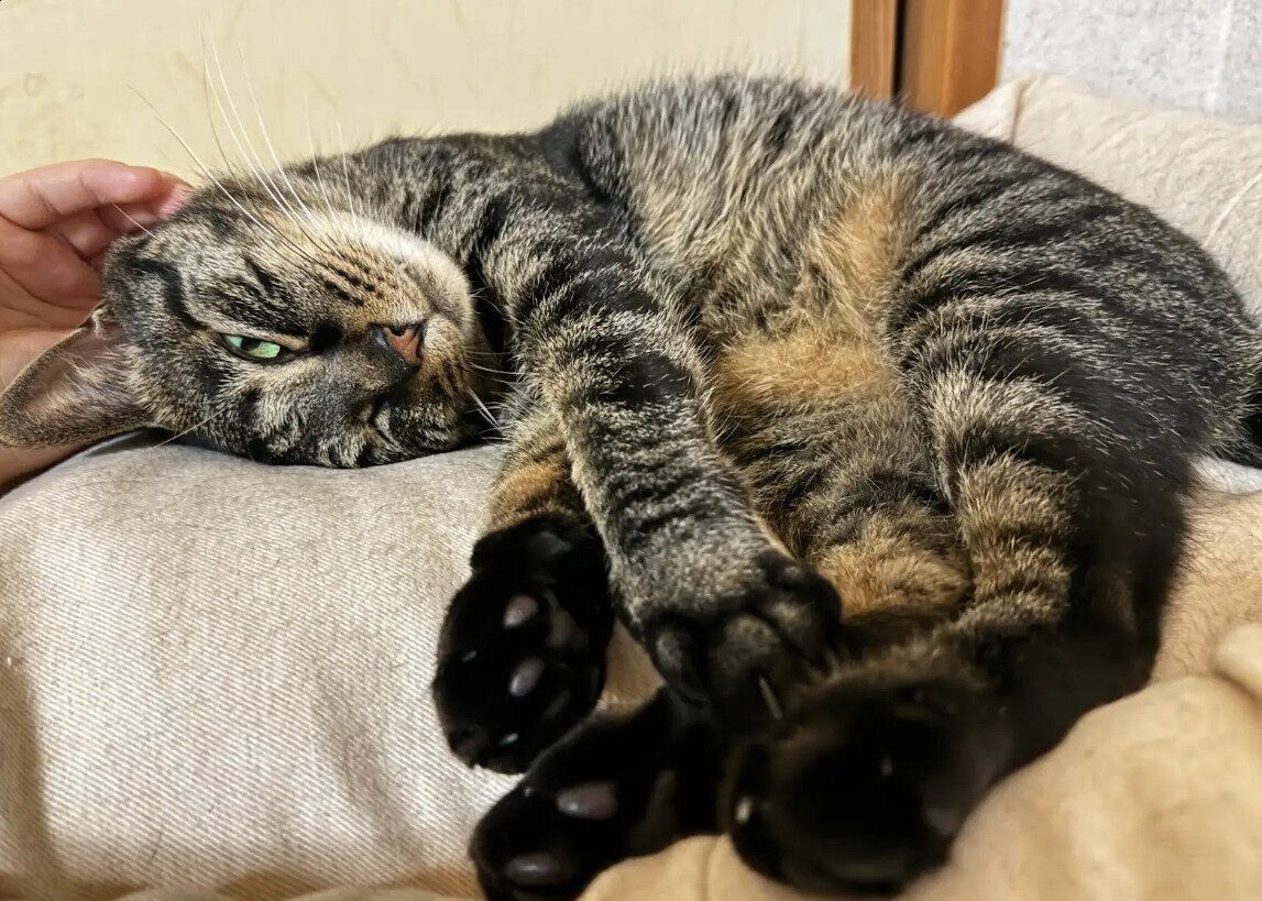 飼い主に撫でられている猫