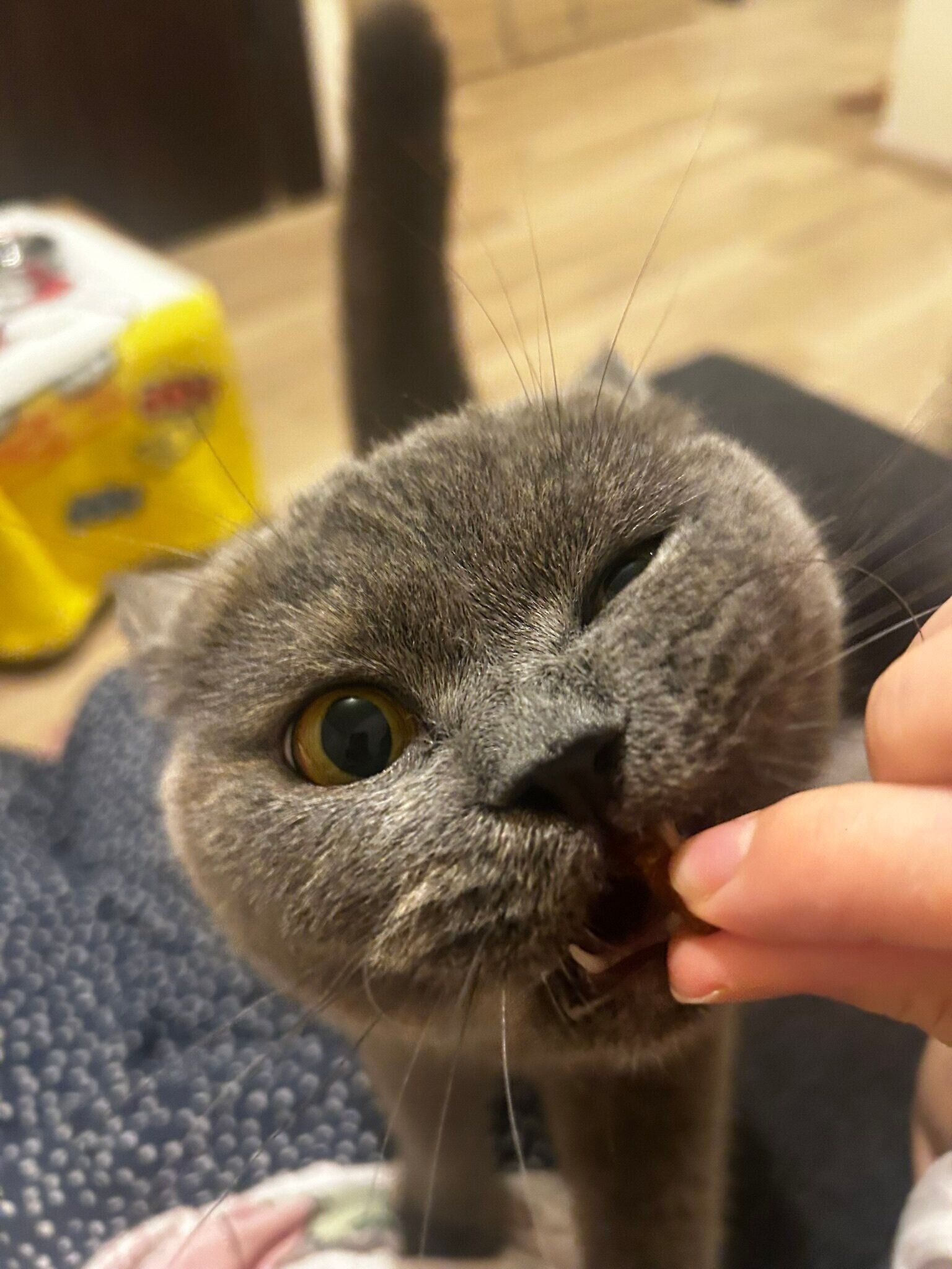 ゴハンをかじっているブリティッシュショートヘア