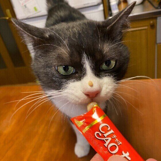 ちゅ〜るを食べるMix猫