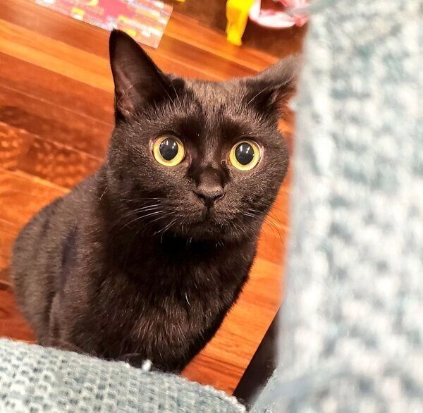 見つめるゆずちゃん