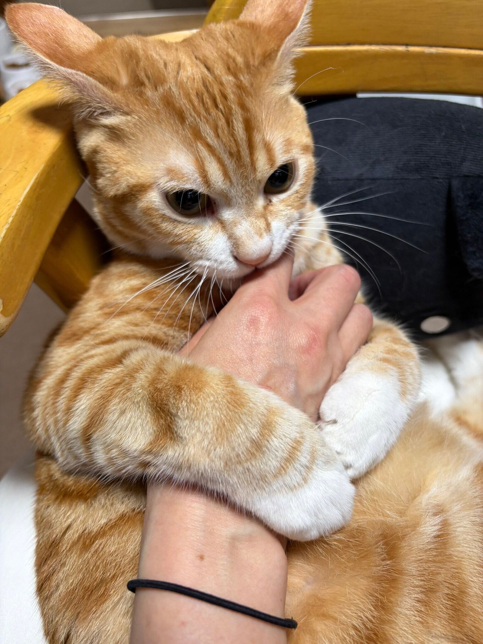 飼い主の腕に抱きついている猫